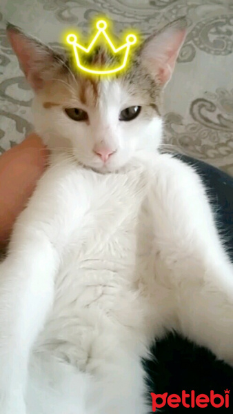 Tekir Kedi, Kedi  Cadı fotoğrafı