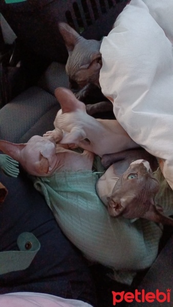Sphynx, Kedi  Gölge-Mışka-Volga-Liza fotoğrafı