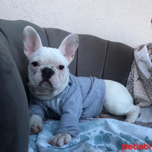 Fransız Bulldog, Köpek  Patron fotoğrafı