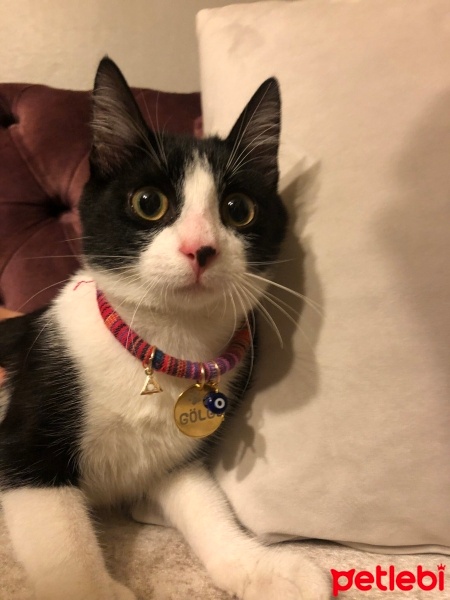 Tuxedo (Smokin) Kedi, Kedi  gölge fotoğrafı