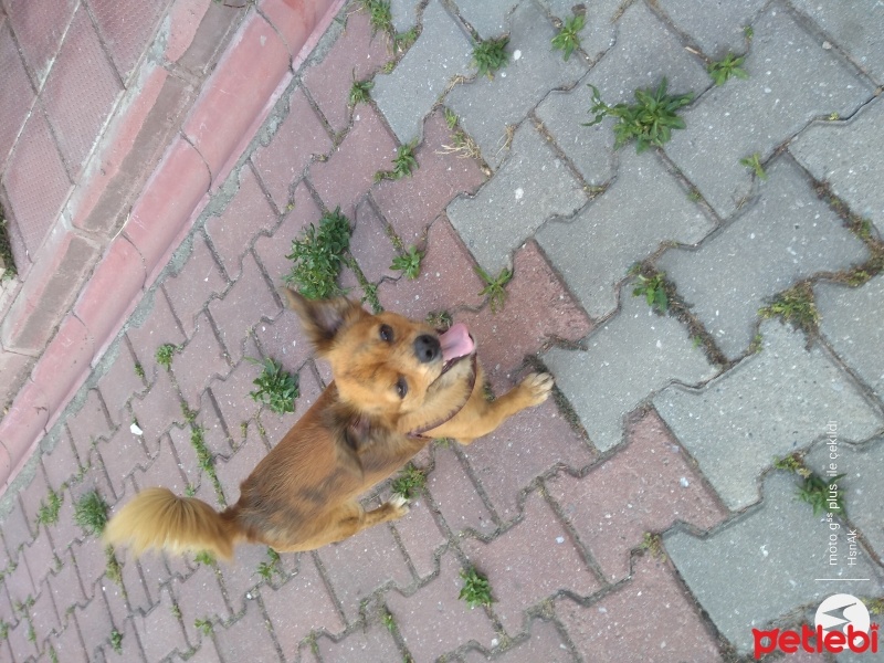 Chihuahua, Köpek  Alice fotoğrafı