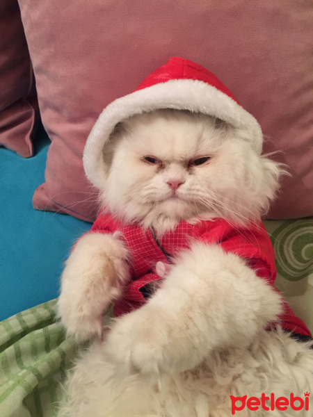 İran Kedisi (Persian), Kedi  paris fotoğrafı