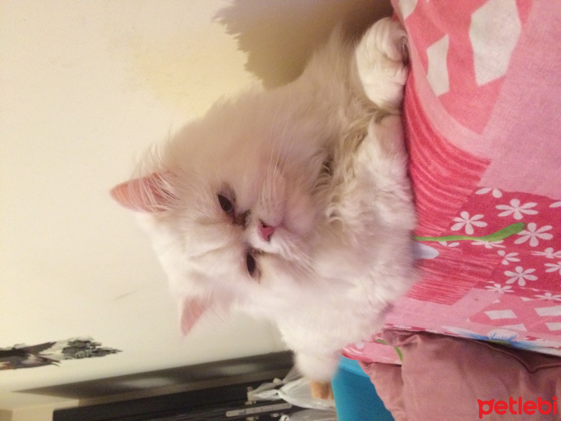 İran Kedisi (Persian), Kedi  paris fotoğrafı