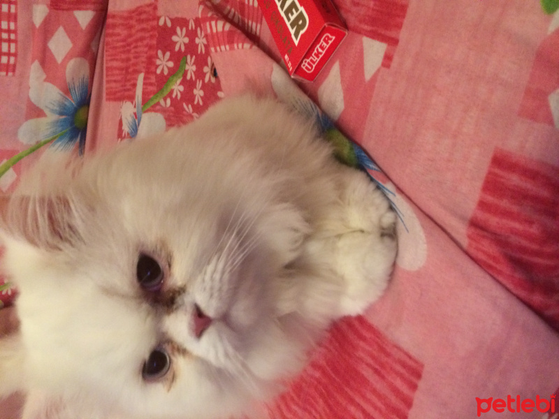 İran Kedisi (Persian), Kedi  paris fotoğrafı