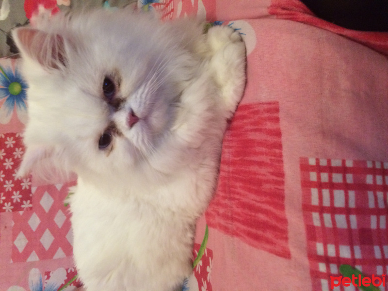 İran Kedisi (Persian), Kedi  paris fotoğrafı