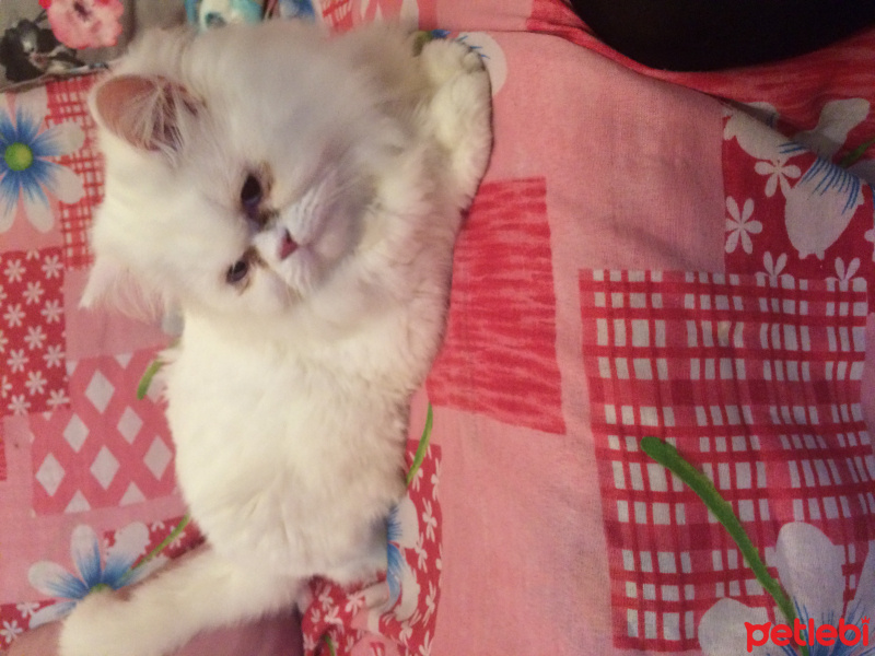 İran Kedisi (Persian), Kedi  paris fotoğrafı