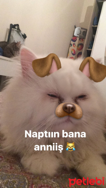 İran Kedisi (Persian), Kedi  paris fotoğrafı