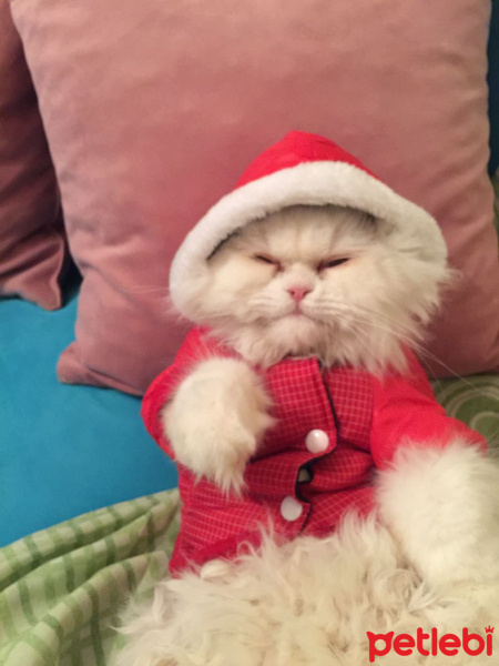 İran Kedisi (Persian), Kedi  paris fotoğrafı