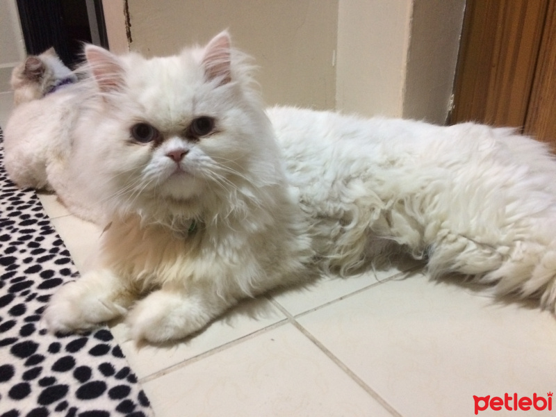 İran Kedisi (Persian), Kedi  paris fotoğrafı