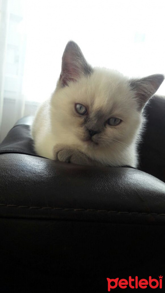 Scottish Fold, Kedi  şiro fotoğrafı