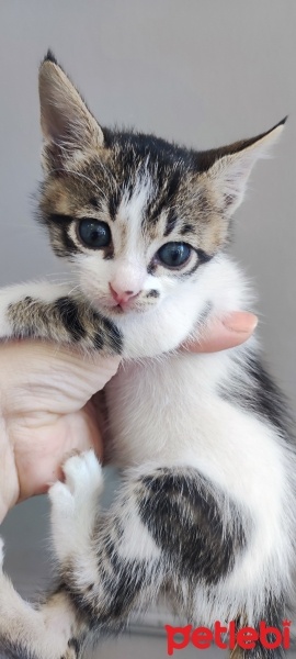 Tekir Kedi, Kedi  Şeker fotoğrafı