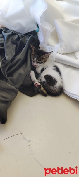 Tekir Kedi, Kedi  Şeker fotoğrafı