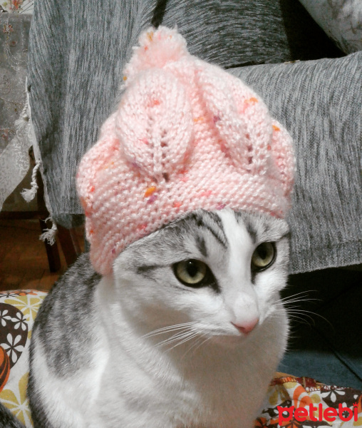 Tekir Kedi, Kedi  Shila fotoğrafı
