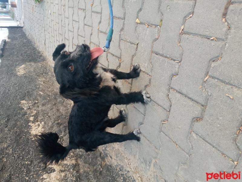 Tibet Terrieri, Köpek  Zeytin fotoğrafı