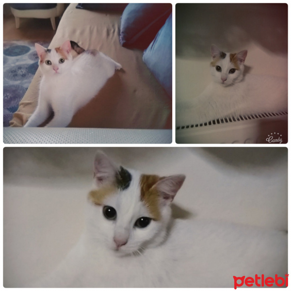 Tekir Kedi, Kedi  Nü nü fotoğrafı