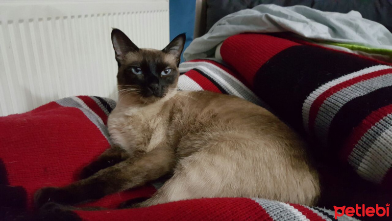 Siyam Kedisi, Kedi  Lilith Madison fotoğrafı