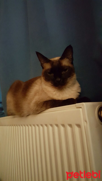 Siyam Kedisi, Kedi  Lilith Madison fotoğrafı