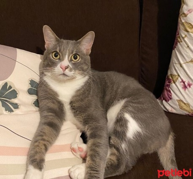 Tekir Kedi, Kedi  Duman fotoğrafı