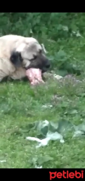 Kangal, Köpek  Kangal malaklı fotoğrafı