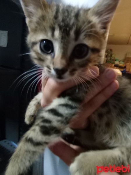 Tekir Kedi, Kedi  Şanslı fotoğrafı