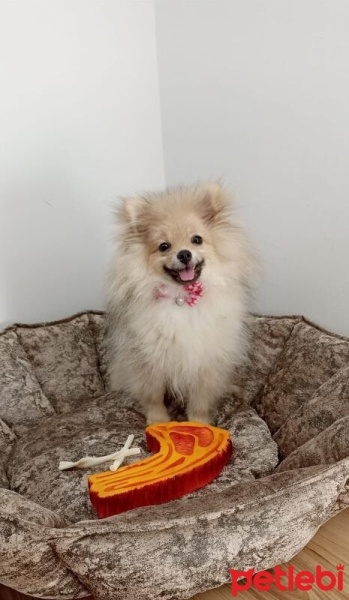 Pomeranyalı, Köpek  Köpük fotoğrafı