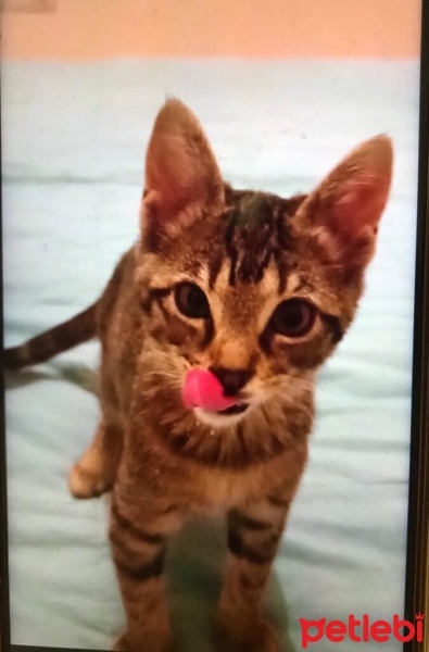 Tekir Kedi, Kedi  Ballı fotoğrafı