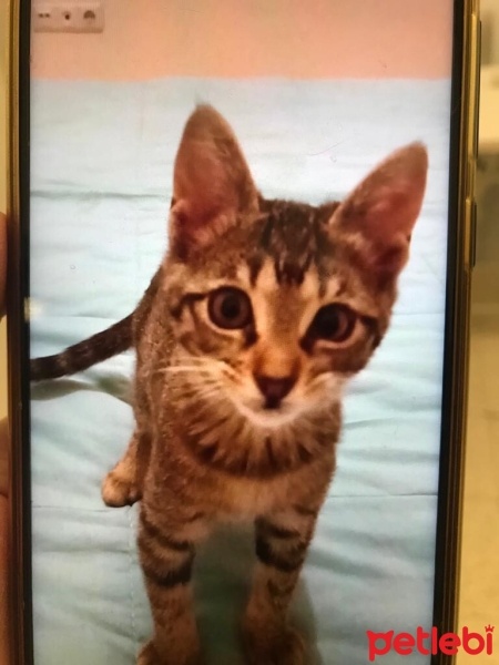 Tekir Kedi, Kedi  Ballı fotoğrafı