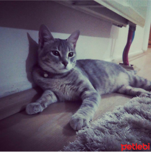 Australian Mist, Kedi  Maya fotoğrafı