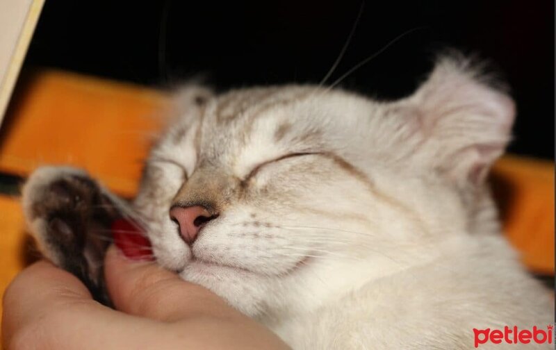 American Curl, Kedi  Mıncır fotoğrafı