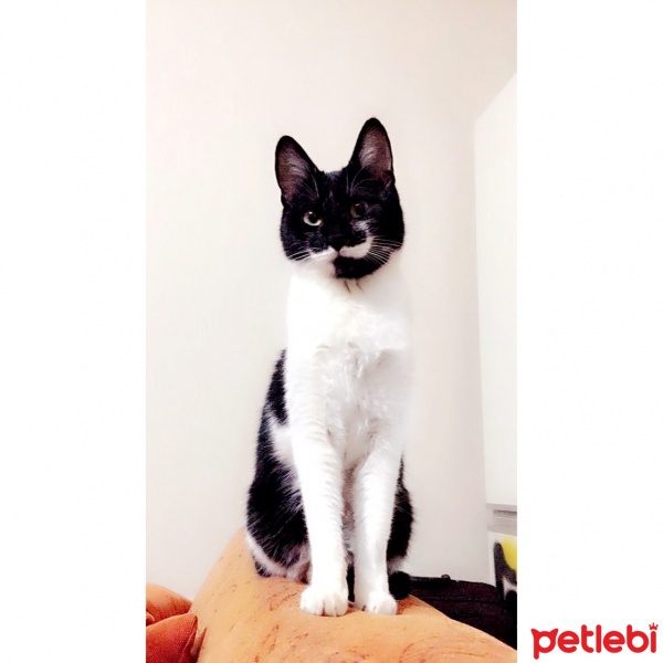 Soke, Kedi  Bıyık fotoğrafı