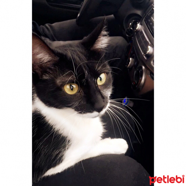 Soke, Kedi  Bıyık fotoğrafı