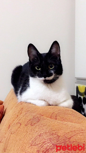 Soke, Kedi  Bıyık fotoğrafı