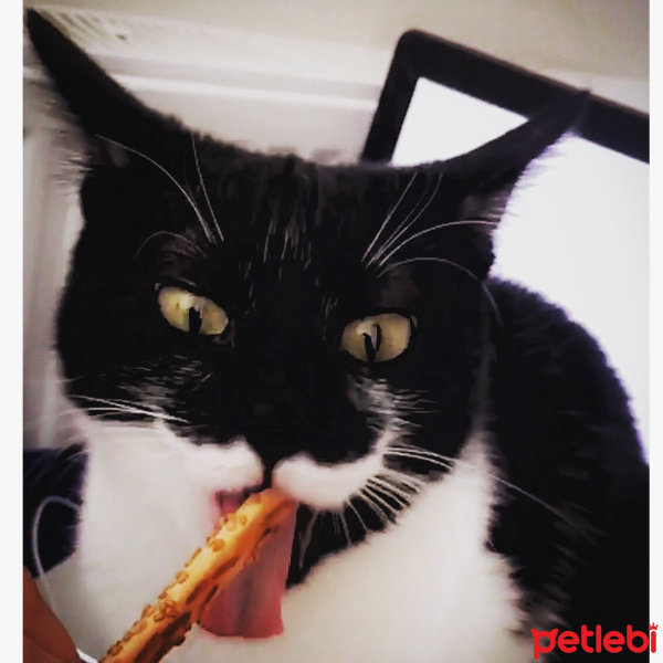 Soke, Kedi  Bıyık fotoğrafı