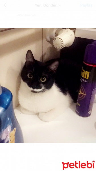 Soke, Kedi  Bıyık fotoğrafı