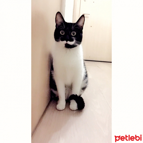 Soke, Kedi  Bıyık fotoğrafı