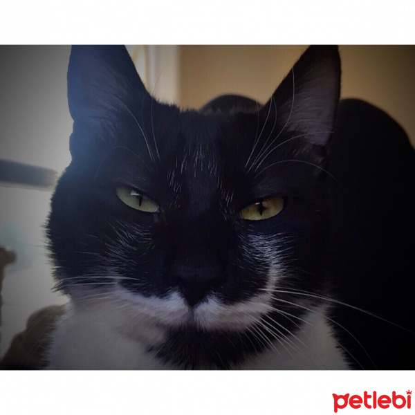 Soke, Kedi  Bıyık fotoğrafı