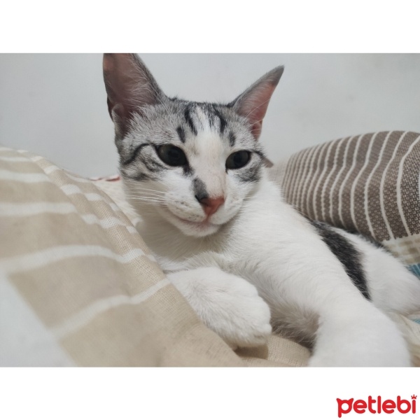 Tekir Kedi, Kedi  Mia fotoğrafı