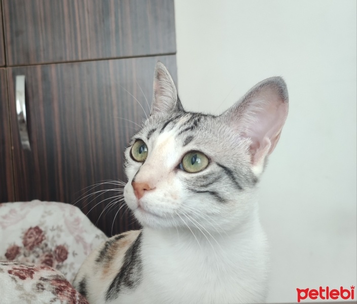 Tekir Kedi, Kedi  Mia fotoğrafı