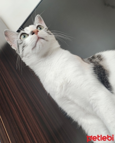 Tekir Kedi, Kedi  Mia fotoğrafı