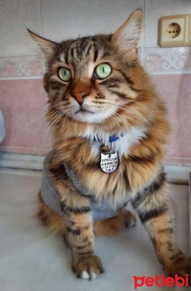 Maine Coon, Kedi  Bayram fotoğrafı