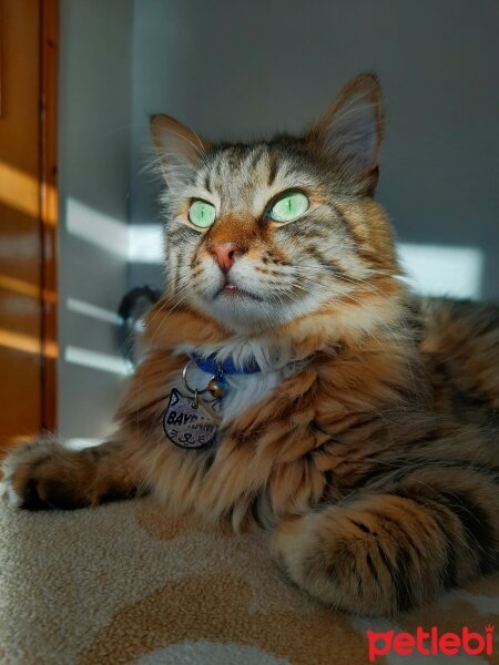 Maine Coon, Kedi  Bayram fotoğrafı