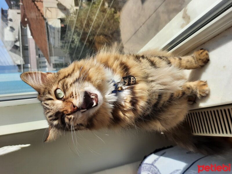 Maine Coon, Kedi  Bayram fotoğrafı