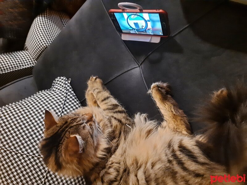 Maine Coon, Kedi  Bayram fotoğrafı