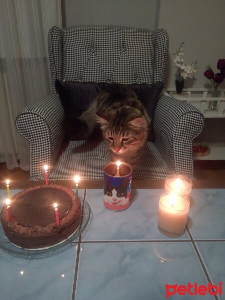 Maine Coon, Kedi  Bayram fotoğrafı