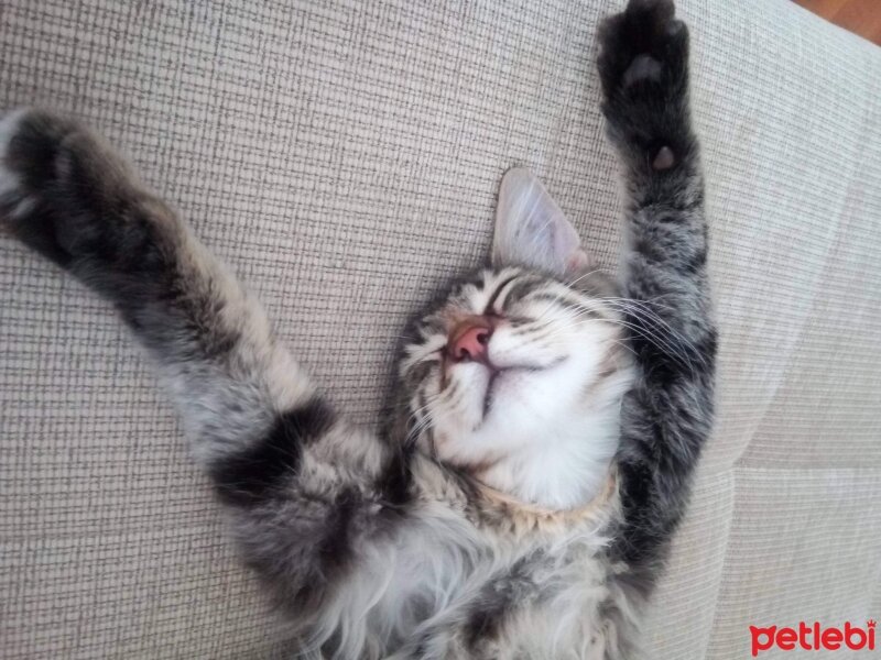 Maine Coon, Kedi  Bayram fotoğrafı