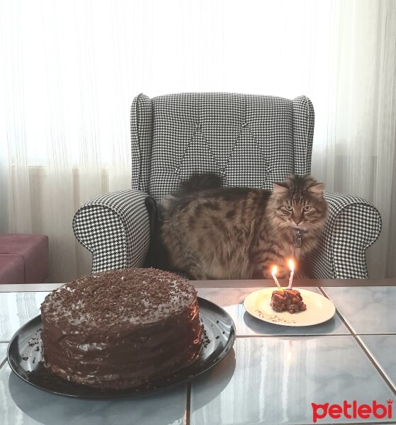 Maine Coon, Kedi  Bayram fotoğrafı