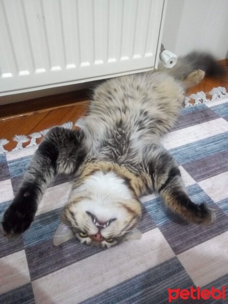 Maine Coon, Kedi  Bayram fotoğrafı