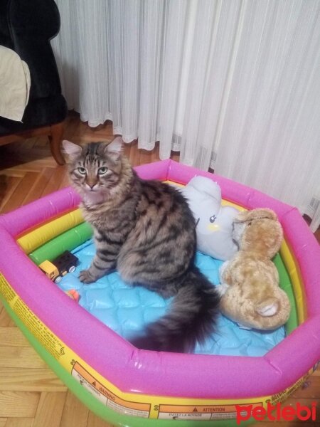 Maine Coon, Kedi  Bayram fotoğrafı