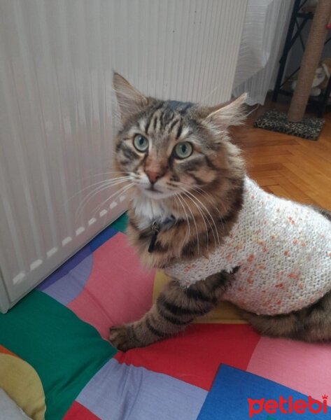 Maine Coon, Kedi  Bayram fotoğrafı