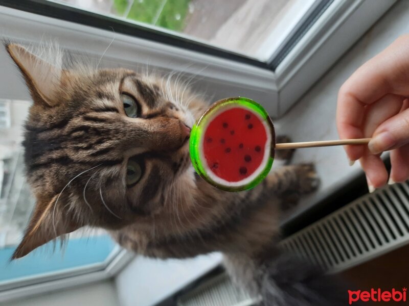 Maine Coon, Kedi  Bayram fotoğrafı